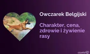 Owczarek belgijski w skoku, jeden z wielu rodzajów owczarków. Poznaj jego charakter, zdrowie i żywienie.