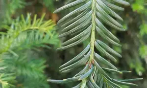 Nahaufnahme eines Eibenzweigs mit langen, grünen Nadeln. So kannst du eine Eibe erkennen.
