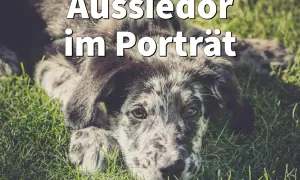Ein süßer Aussiedor (Labrador Australian Shepherd Mix) liegt im Gras und schaut in die Kamera.