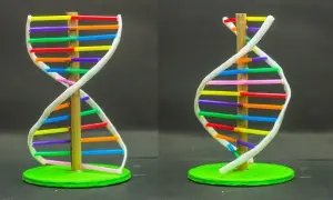 Jak zrobić DNA na biologię: proste kroki do udanego modelu