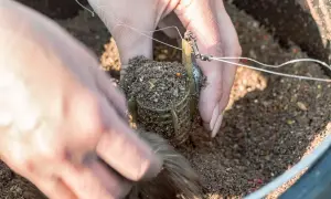 Dłonie przygotowują zanętę wędkarską z gliną argile, mieszając ją z drobnymi ziarnami w podajniku.