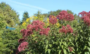 Hohe, purpurrote Blütenstände des Wasserdost-Standorts vor blauem Himmel und grünen Bäumen.