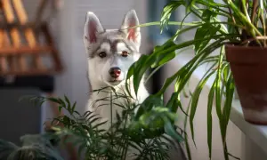 A husky puppy peeks through lush green houseplants.