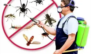 Jak pozbyć się pająków z domu? Skuteczne sposoby na ich eliminację