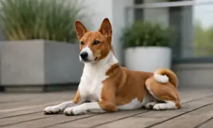 Elegancki basenji leży na drewnianym tarasie. Zastanawiasz się nad basenji cena?