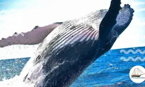 Buckelwal springt aus dem Wasser vor Madeira. Die beste Zeit für Walbeobachtungen ist jetzt!