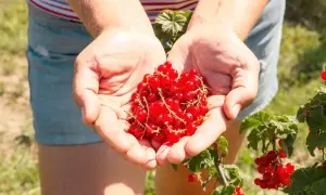 Hände voller roter Johannisbeeren, frisch vom Strauch. Bald werden diese Beeren in einem leckeren Kuchen landen, der mit Liebe zum Detail beim Johannisbeeren pflanzen entstanden ist.