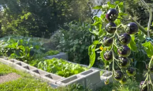 Dunkle, reife Tomaten hängen an einem Strauch über einem Beet mit frischem Gemüse. Die Tomaten Erde liefert die Nährstoffe für dieses gesunde Wachstum.
