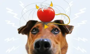 Ein Hund mit einer Teufel-Tomate auf dem Kopf, die Blitze und Gedankenwellen aussendet.
