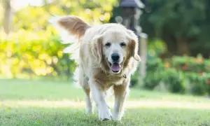 Czy golden retriever może mieszkać na dworze? Odkryj zagrożenia dla zdrowia