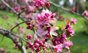 Ein Zierapfelbaum in voller Blüte, mit einer Biene, die Nektar sammelt. Die zarten rosa Blüten und Knospen sind wunderschön.