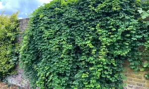 Un muro de ladrillos cubierto por exuberantes plantas trepadoras que no ensucian, creando un oasis verde.