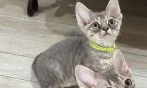 Ceny kociąt Devon Rex w hodowlach – co warto wiedzieć przed zakupem