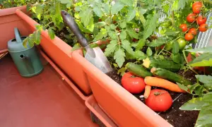 Obfite warzywa na balkonie: pomidory, cukinie i marchewki rosną w donicach. Obok stoi konewka i łopatka.