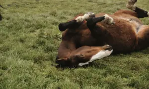 Brązowy koń leży na trawie, wyciągając nogi w powietrzu. Jego pozycja przypomina **postawę francuską u konia**, gdy ten cieszy się swobodą na pastwisku.