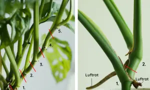 Detaljerad bild som visar hur man tar en monstera stickling. Röda linjer markerar var man ska klippa.