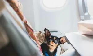 Kleiner Hund mit großen Ohren genießt das Fliegen mit Hund im Flugzeug, versteckt unter einer Decke neben dem Fenster.