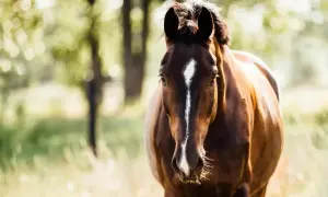 Brązowy koń z białą gwiazdką na czole, stojący na tle rozmytego lasu. Widać delikatne drgania u koni, być może od wiatru.