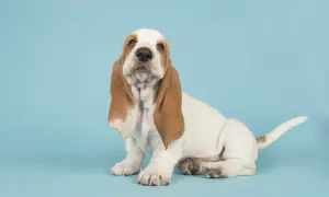 Szczeniak rasy Basset Hound siedzi na niebieskim tle.