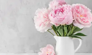 Ein Strauß zarter rosa Pfingstrosen in einer weißen Kanne. Diese Blumen sind perfekt, um den Frühling zu begrüßen und den Garten zu verschönern.