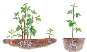 So einfach lassen sich Himbeeren vermehren: Ein Ausläufer wird abgetrennt und bildet neue Wurzeln.