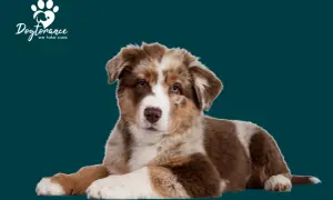 Süßer Australian Shepherd Welpe liegt entspannt. Informiere dich über australian shepherd krankheiten, um deinen Hund gesund zu halten.