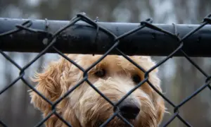 Puszysty piesek zagląda przez siatkowe ogrodzenie dla psa.