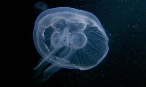Przezroczysta meduza na ciemnym tle, widoczne delikatne żyłki i ramiona.