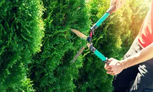Gartenarbeit: Hände formen mit einer Heckenschere Thuja zu perfekten Kugeln.