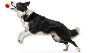 Czarny pies rasy border collie skacze po piłkę. Jego pysk jest otwarty, a oczy skupione na celu. To prawdziwy **cestal** w akcji!