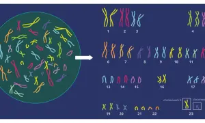 Ilustracja pokazuje, ile chromosomów ma człowiek: 23 pary, czyli 46. Widzimy tu kariotyp człowieka.