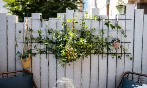 Grüne Ranken bedecken eine graue Beton-Gartenmauer, die mit Pflanzenampeln und einem Gitter zum Verkleiden der Mauer verschönert ist.