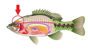 Der Pfeil zeigt auf das Gehirn eines Fisches. Ja, Fische haben ein Gehirn, das für ihre Funktionen zuständig ist.
