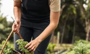 Kiedy jest sezon na jarmuż? Odkryj najlepszy czas na zbiór
