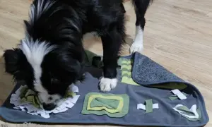 Perro negro y blanco olfateando una alfombra de actividades con diferentes texturas y pliegues, ideal para juegos de olfato para perros.