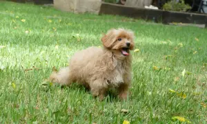 Un maltipoo adulto tamaño pequeño, con pelaje rizado color caramelo, jadea felizmente en el césped verde.