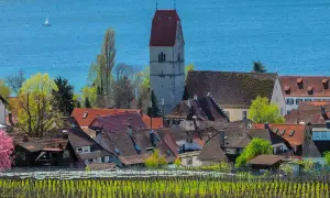Hagnau, ein Geheimtipp am Bodensee. Weinreben im Vordergrund, malerische Dächer und der Kirchturm vor blauem Wasser.