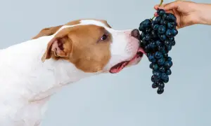 Pies zjadł winogron, ale to niebezpieczne! Uważaj na swojego pupila.