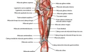 Los músculos cadera lateral: funciones, ejercicios y lesiones comunes