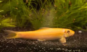 Jak często rozmnażają się glonojady w akwarium i naturze? Sprawdź!