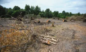 Ile kosztuje wykarczowanie działki? Sprawdź, co wpływa na ceny