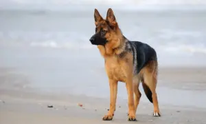 Owczarek niemiecki stoi na plaży, patrząc w bok.