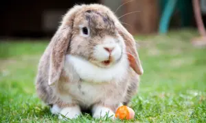 Conejo de orejas caídas con un trozo de zanahoria, curioso sobre cuanto vive un conejo.