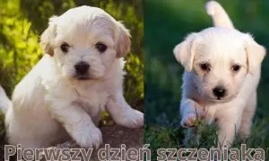 Szczeniak w domu? Jak zająć się nim od A do Z bez stresu