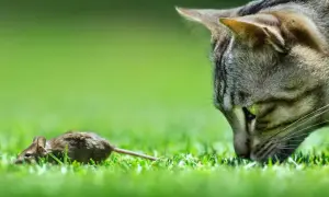 Co ile odrobaczanie kota? Kluczowe informacje dla zdrowia pupila