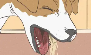 Illustration showing a dog's head with its mouth open, tongue hanging out, and drooling. This image is part of a dog dehydration chart.