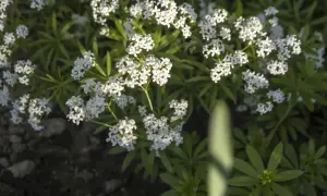 Zarte weiße Blütenstände von Galium odoratum, auch bekannt als Waldmeister oder Maikraut, bedecken den Boden. Diese Kauliflorie-Pflanzen verströmen einen süßen Duft.
