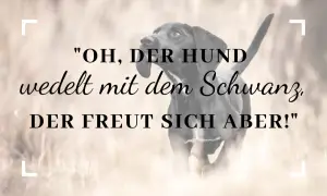 Ein schwarzer Hund bellt und wedelt mit dem Schwanz, er freut sich!