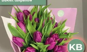 Fioletowe tulipany, idealne kwiaty na przeprosiny, pięknie ułożone w bukiecie.