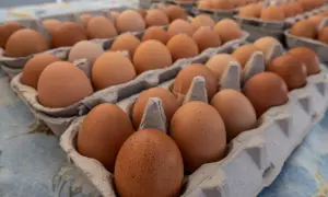 Mnóstwo jajek w wytłoczkach, jakby przygotowanych do sprzedaży. Każde jajko, jak dzieło sztuki, czeka na swój moment, niczym w eksperymencie **Mendel**a.